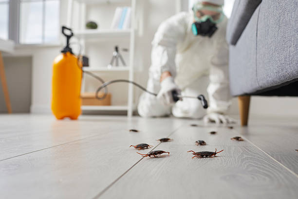 Post-Treatment Bed Bug Interceptor Monitoring in Milan